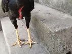 කුකුල්ලු