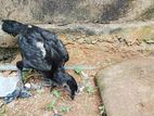 කුකුළු