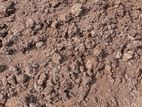 කුකුළු පොහොර( Poultry Manure )