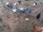 කුකුළුන් විකිණීමට ඇත.