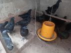 කුකුලන්