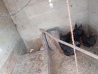 කුකුලන්