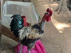 Country Chicken