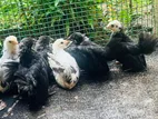 Bantam Chicks