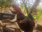 Farm Chickens