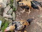 Farm Chickens