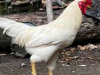 කුකුලන්