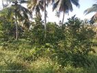 Kuliyapitiya 25 Acres Coconut Land For Sale