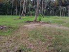 Kuliyapitiya : 62 Acers Coconut Estate for Sale facing Main Road