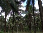 Kuliyapitiya - Coconut Estate for sale