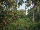 Kuliyapitiya Coconut Land Sale for