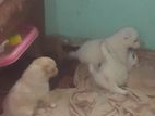 Pomeranian Puppies