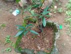 කුඹුක් Bonsai Plant