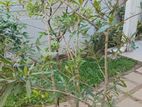 කුඹුක් ගස් - උස අඩි 05