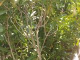 කුඹුක් ගස්