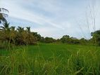 කුඹුරැ අක්කරයක ඉඩමක් විකිනිමට කතරගම