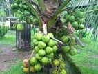 කුන්ජිරා පොල් පැළ - ( coconut plant )