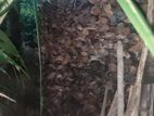 කුරැදු දර