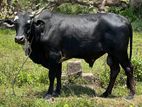 Kurban Bulls