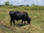 Qurban Bulls