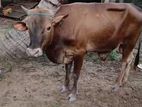 Qurban Cow