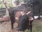 kurban cow