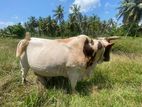 Farm Cow