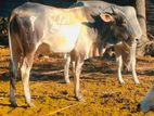 Kurbani Bull