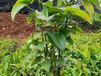 කුරුදු පැල ( Cinnamon Plant )