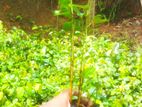 කුරුදු පැල Cinnamon Plants