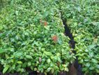 කුරුදු පැල