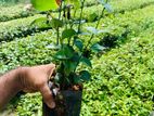 කුරුදු පැළ