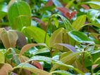 කුරුදු පැළ