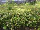 Kurudu Pala(Cinnamon Plants)