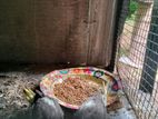 African Lovebirds