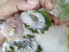 Sun Conure Chicks