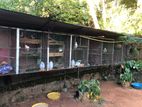 Bird Cages Lot