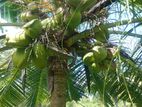 Kurunagala : 23 Acres Coconut Land for Sale in Katupotha