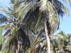Kurunagala : 50 acres coconut Land for Sale