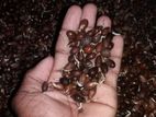 කුරුඳු බීජ