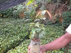 කුරුඳු පැල (cinnamon plant )