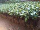 කුරුඳු පැල