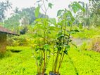 කුරුඳු පැළ (Cinnamon Plants)