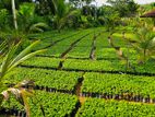 කුරුඳු පැළ (Cinnamon Plants)