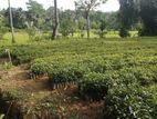 කුරුඳු පැළ (Cinnamon Plants)