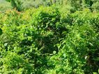 Land for Sale in Gonagala