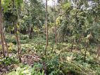 Kurunegala : 106P Highly Residential Land for Sale in Dambokka