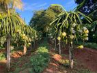 Kurunegala: 227P Highly Valued Dragon Fruit Estate for Sale