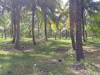 Kurunegala : 30 Acres Coconut Land for Sale