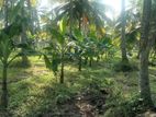 Kurunegala : 43 Acres Coconut Land for Sale